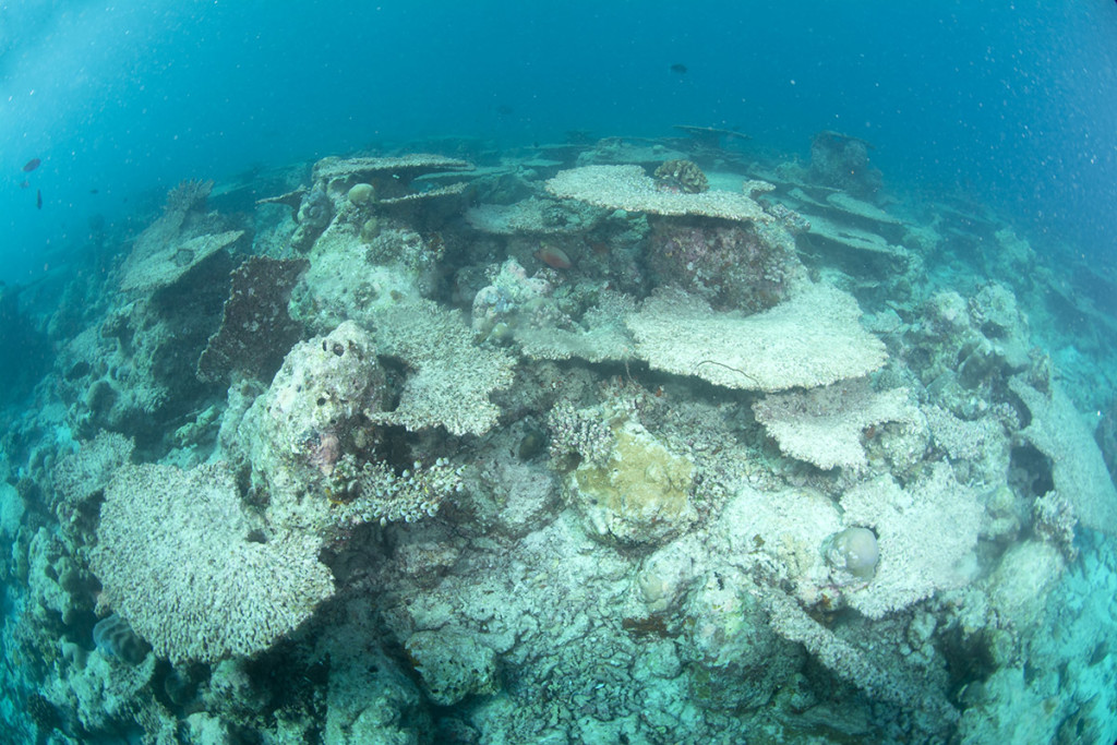 coralli morti